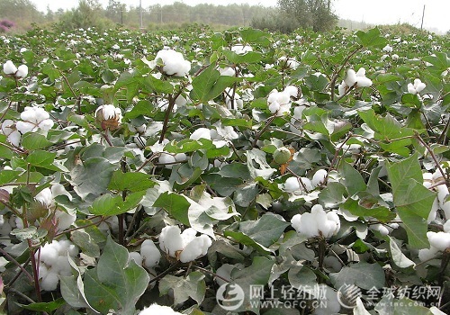 棉花减产