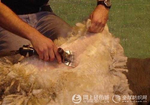 剪羊毛